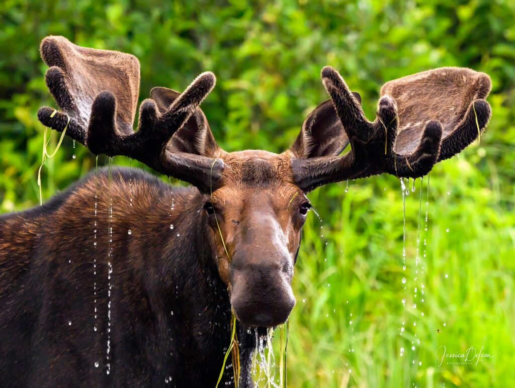Maine Moose Hunting